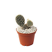 Cactus - Gymnocalycium De Interior Dimetro 14 Cm