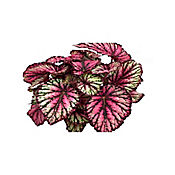 Begonia Rex - Begonia De Interior Dimetro 12 Cm