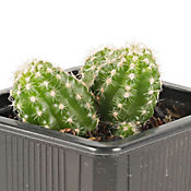Cactus Mini - Cactaceae De Interior Dimetro 7 Cm