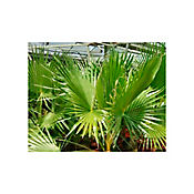 Bonsai Palma Californiana - Washingtonia Filifera De Interior Dimetro 20 Cm