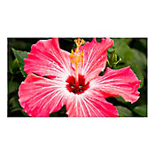 Cayeno - Hibiscus Rosa De Exterior Dimetro 30 Cm
