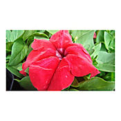 Conservadora Roja - Petunia Hybrid De Exterior Dimetro 14 Cm