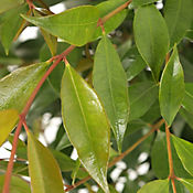 Eugenia Verde - Syzygium De Exterior Dimetro 35 Cm