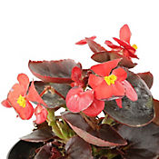 Pichn Rojo - Begonia Semperflorens De Exterior Dimetro 14 Cm