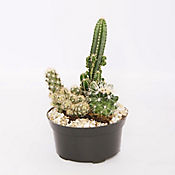 Cactus En Jardn - Cactaceae De Interior Dimetro 14 Cm