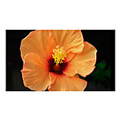 Cayeno Salmn - Hibiscus De Exterior Dimetro 35 Cm