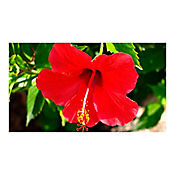 Cayeno Rojo - Hibiscus De Exterior Dimetro 35 Cm