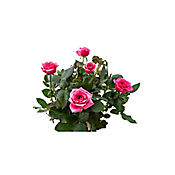 Rosa Mini - Rosa De Exterior Dimetro 10 Cm