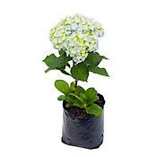 Hortensia - Hydrangea Macrophylla De Exterior Dimetro 20 Cm