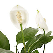 Garza Blanca - Spathiphyllum Wallisii De Interior Dimetro 12 Cm