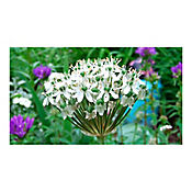 Cebollitas - Allium Shoenoprasum De Exterior Dimetro 14 Cm