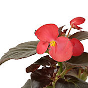 Begonia Roja Grande - Begonia x Hybrid De Exterior Dimetro 14 Cm