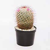 Cactus Grande - Cactaceae De Interior Dimetro 10 Cm