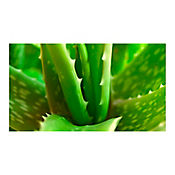 Sabila - Aloe Vera De Interior/Exterior Dimetro 26 Cm
