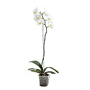Orquidea Mariposa Blanca - Phalaenopsis De Interior Dimetro 12 Cm