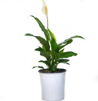 Garza Blanca - Spathiphyllum Wallisii De Interior Dimetro 20 Cm