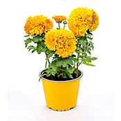 Crisantemo - Chrysanthemum x Hybrid De Exterior
