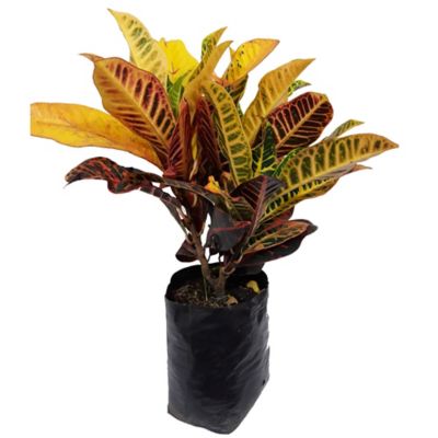 Plantas artificiales de croton, palmera en maceta en maceta de plástico,  plantas decorativas de interior para el hogar, oficina, escritorio, baño