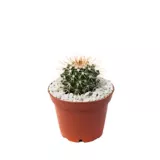 Cactus - Cactaceae De Interior Diámetro 7 Cm