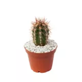Cactus Mediano - Cactaceae De Interior Diámetro 10 Cm