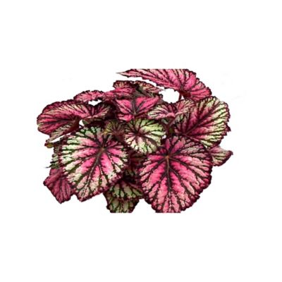 Begonia Rex - Begonia De Interior Diámetro 12 Cm 