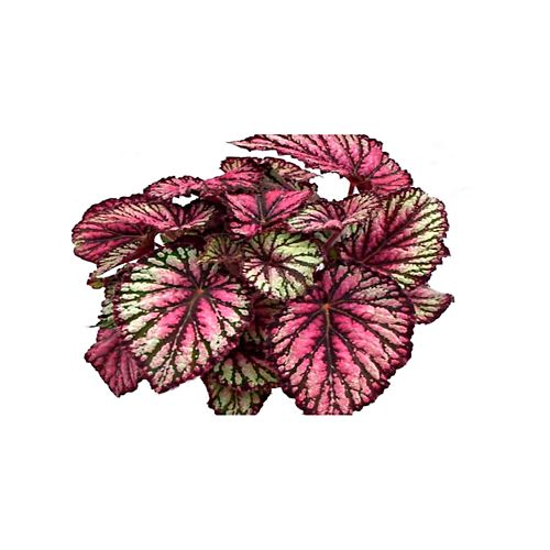 Begonia Rex - Begonia De Interior Diámetro 12 Cm - 