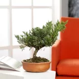 Bonsai Pino Rastrero - Juniperus Horizontalis De Interior Diámetro 20 Cm