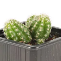 Cactus Mini - Cactaceae De Interior Diámetro 7 Cm