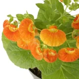 Calceolaria Naranja