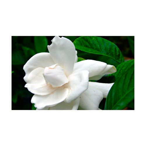 Gardenia - Gardenia Jasminoides De Exterior Diámetro 35 Cm - | Knasta  Colombia