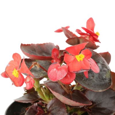 Pichón Rojo - Begonia Semperflorens De Exterior Diámetro 14 Cm -  