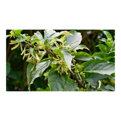 Caballero De La Noche - Cestrum Tomentosum De Exterior Diámetro 28 Cm -  Homecenter.com.co