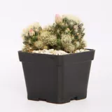 Cactus Doble - Cactaceae De Interior Diámetro 7 Cm
