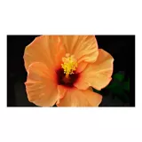 Cayeno Salmón - Hibiscus De Exterior Diámetro 35 Cm