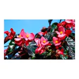 Begonia Pichón Rojo - Begonia Semperflorens De Exterior Diámetro 12 Cm