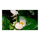 Begonia Pichón Blanco - Begonia Semperflorens De Exterior Diámetro 12 Cm