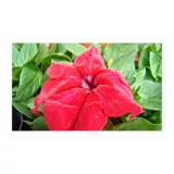 Petunia Roja - Petunia Sp De Exterior Diámetro 12 Cm