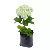 Hortensia - Hydrangea Macrophylla De Exterior Diámetro 20 Cm