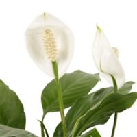 Garza Blanca - Spathiphyllum Wallisii De Interior Diámetro 12 Cm