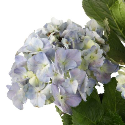 Hortensia - Hydrangea Macrophylla De Exterior Diámetro 24 Cm -  