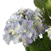 Hortensia - Hydrangea Macrophylla De Exterior Diámetro 20 Cm -  