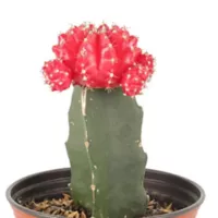 Cactus Injerto - Cactaceae De Interior Diámetro 9 Cm