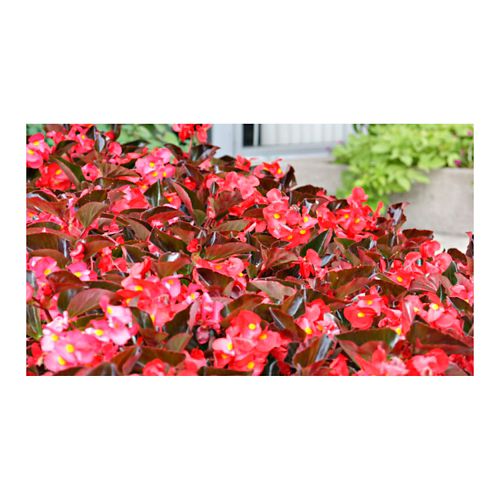 Begonia Big Exterior Diámetro 14 cm - | Knasta Colombia