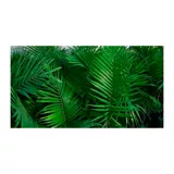 Palma Payanesa - Archontophoenix De Exterior Diámetro 20 Cm