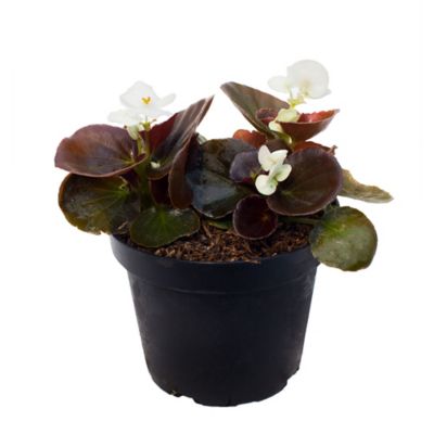 Begonia Conchita Blanca - Begonia De Exterior Diámetro 14 Cm -  