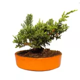 Bonsai Junipero - Juniperus Chinensis De Interior Diámetro 24 Cm