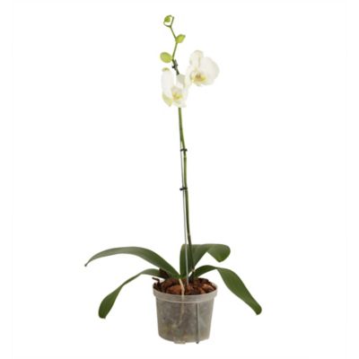 Orquídea Blanca - Phalaenopsis De Interior Diámetro 12 Cm -  