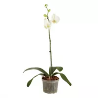 Orquídea Blanca - Phalaenopsis De Interior Diámetro 12 Cm