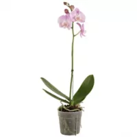 Orquídea Rosada - Phalaenopsis De Interior Diámetro 12 Cm