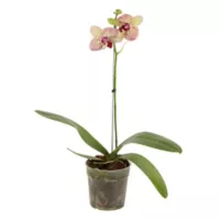 Orquídea Novedad - Phalaenopsis De Interior Diámetro 12 Cm